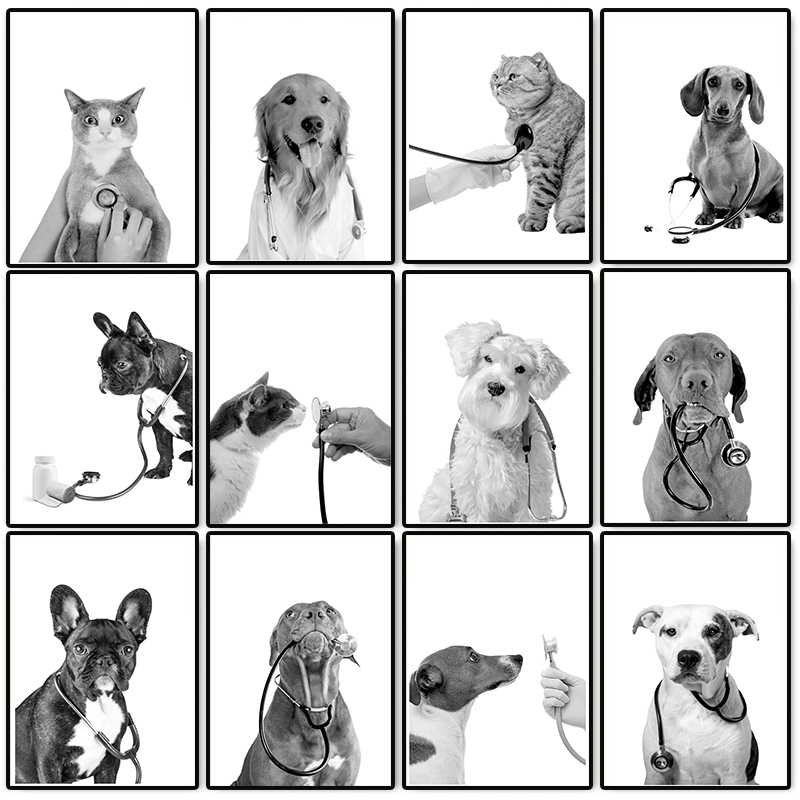 Plakat Weterynaryjny: Lekarz W – Stethoscope recenzja i cena